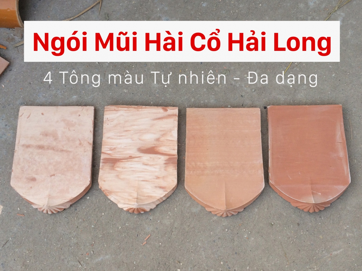 ngoi mui hai co Hai Long 4 tong mau